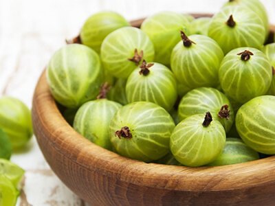 インドグースベリー